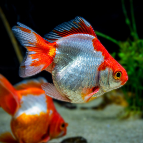 Carassius auratus Ryukin - Poisson japonais mix