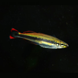 Bedotia geayi - Arc-en-ciel de Madagascar
