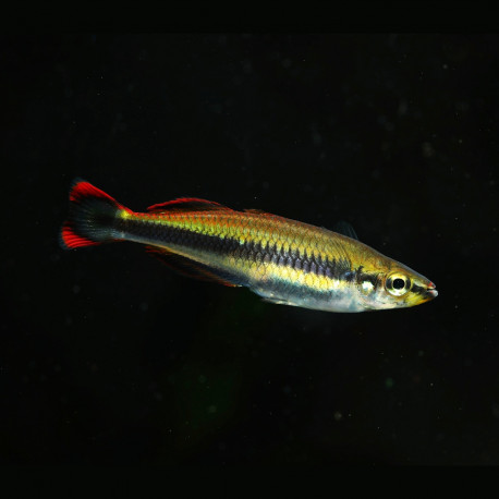 Bedotia geayi - Arc-en-ciel de Madagascar