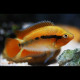 Herotilapia multispinosa orange