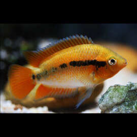 Herotilapia multispinosa orange