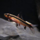 Epalzeorhynchos kalopterus - Poisson renard volant