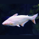 Pangasius sutchi, albinos - Requin silure albinos 6-10cm