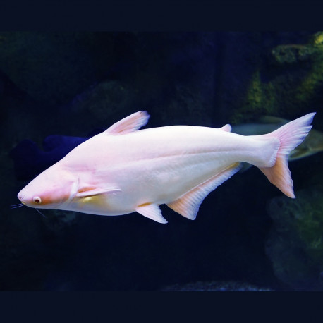 Pangasius sutchi, albinos - Requin silure albinos 6-10cm