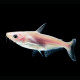 Pangasius sutchi, albinos - Requin silure albinos 6-10cm