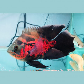 Astronotus ocellatus - Red Tiger Longfin Oscar 8-10cm