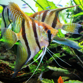 Pterophyllum scalare Santa Isabel - Scalaire Santa Isabel 4-5cm