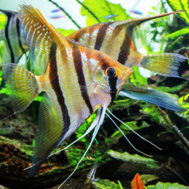 Pterophyllum scalare Santa Isabel - Scalaire Santa Isabel 4-5cm