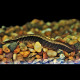 Macrognathus circumcinctus - Anguille épineuse à ceinture