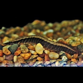 Macrognathus circumcinctus - Anguille épineuse à ceinture