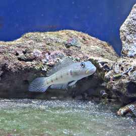 Valenciennea longipinnis - Gobie à longues nageoires