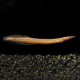 Macrognathus pancalus - Anguille épineuse à nageoires jaunes