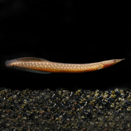 Macrognathus pancalus - Anguille épineuse à nageoires jaunes