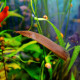 Macrognathus siamensis - Anguille paon du Siam