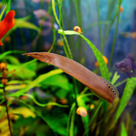 Macrognathus siamensis - Anguille paon du Siam