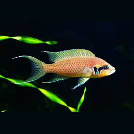 Neolamprologus brichardi - Princesse du Burundi