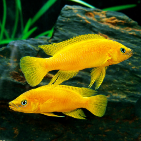 Neolamprologus leleupi - Cichlidé citron du Tanganyika