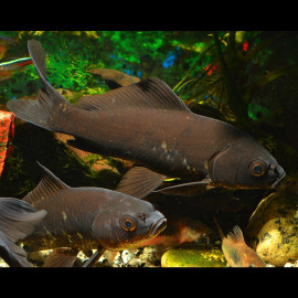 Carassius auratus black - Poisson rouge forme noire 6-8cm
