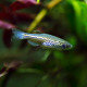 Brachydanio frankei - Danio léopard