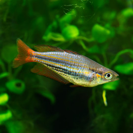 Melanotaenia australis - Poisson Arc-en-ciel occidental