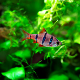 Desmopuntius pentazona - Barbus à cinq zones