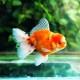 Carassius auratus Oranda tête de lion mix - Poisson japonais 8-12cm