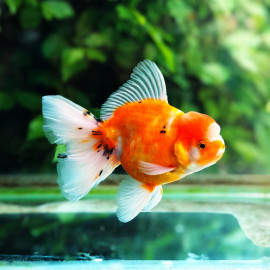 Carassius auratus Oranda tête de lion mix - Poisson japonais 8-12cm