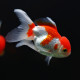 Carassius auratus Oranda tête de lion mix - Poisson japonais 8-12cm