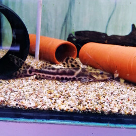 Perrunichthys perruno - Poisson-chat léopard 15-20cm