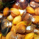 Corbicula javanicus - Palourde dorée de Java