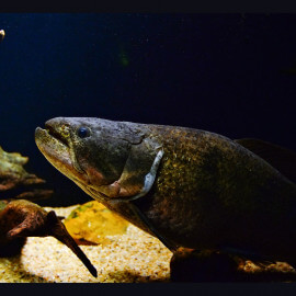 Hoplias aimara - Aymara / Poisson-loup géant