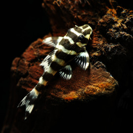 Peckoltia Vittata L015 (Sauvage - Colombie)