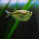 Gasteropelecus sternicla - Poisson-hachette argenté