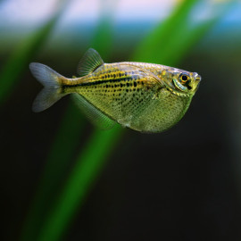 Gasteropelecus sternicla - Poisson-hachette argenté