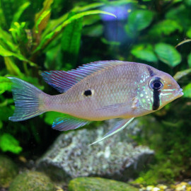 Geophagus taeniopareius - Colombie 4-5cm