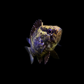Nandus nebulosus - Poisson feuille de Bornéo