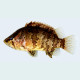 Nandus nebulosus - Poisson feuille de Bornéo