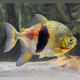 Myleus schomburgkii - Pacu disque