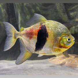 Myleus schomburgkii - Pacu disque