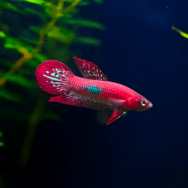 Betta coccina - Betta / combattant écarlate
