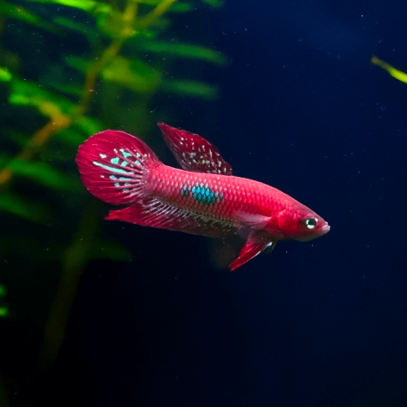 Betta coccina - Betta / combattant écarlate
