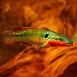 Crenicichla zebrina - Cichlidé-brochet zébré
