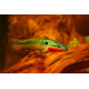 Crenicichla zebrina - Cichlidé-brochet zébré