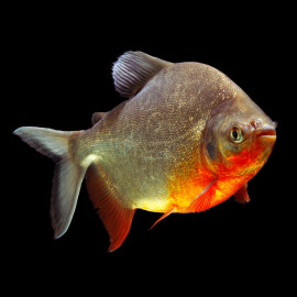 Piaractus brachypomus - Pacu pirapitinga 20-25cm