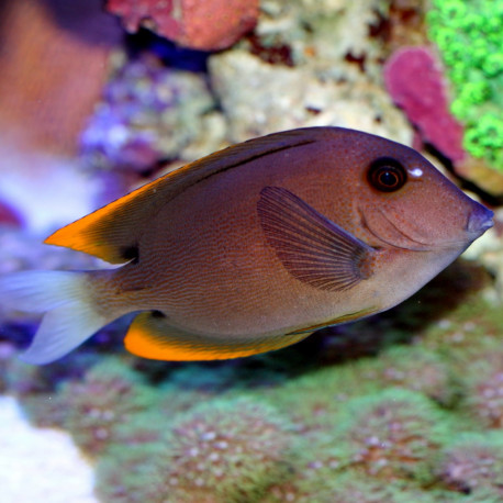 Ctenochaetus tominensis - Chirugien à bords jaunes