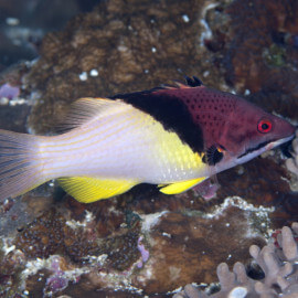 Bodianus mesohorax - Labre éclipse