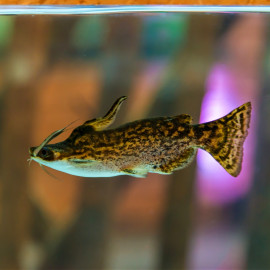 Trachelyopterus fisheri - Poisson-chat bois flotté