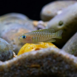 Neolamprologus multifasciatus - Cichlidé conchilicole rayé