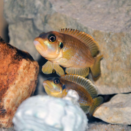 Neolamprologus ocellatus - Cichlidé conchilicole à ocelle