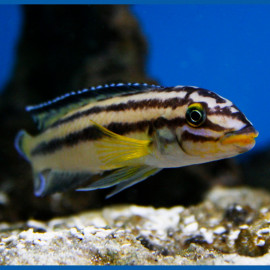Julidochromis regani kipili - Julido de Regan